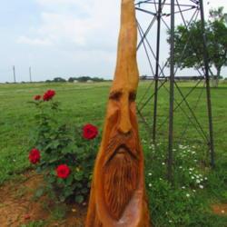 Location: Jourdanton, Texas
Date: 2019-05-19
The Guardian of the Roses