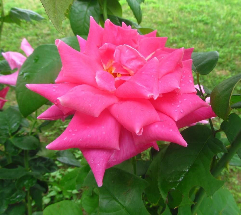 Photo of Rose (Rosa 'Perfume Delight') uploaded by Moondog