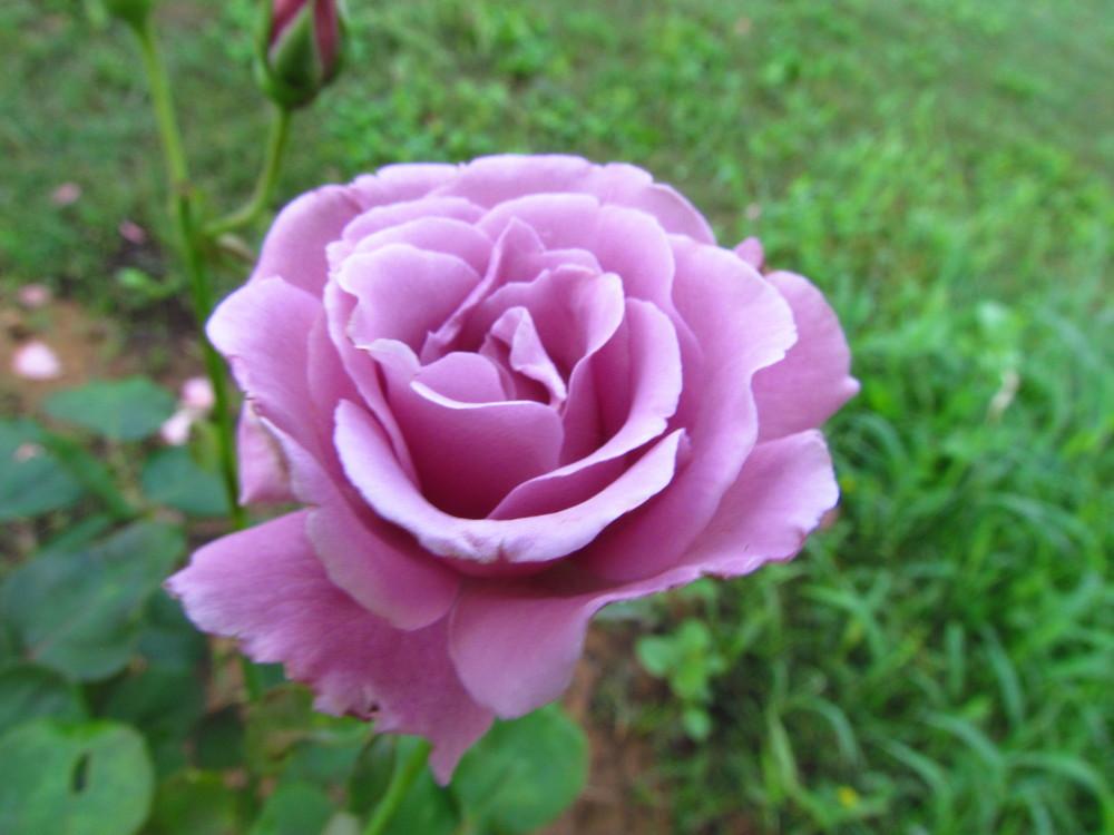 Photo of Rose (Rosa 'Angel Face') uploaded by Moondog