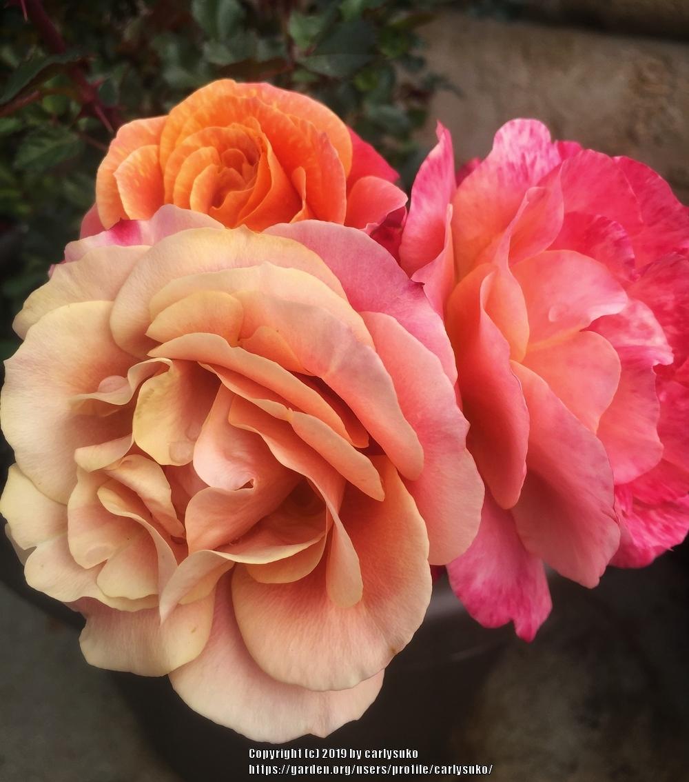 Photo of Rose (Rosa 'Disneyland Rose') uploaded by carlysuko