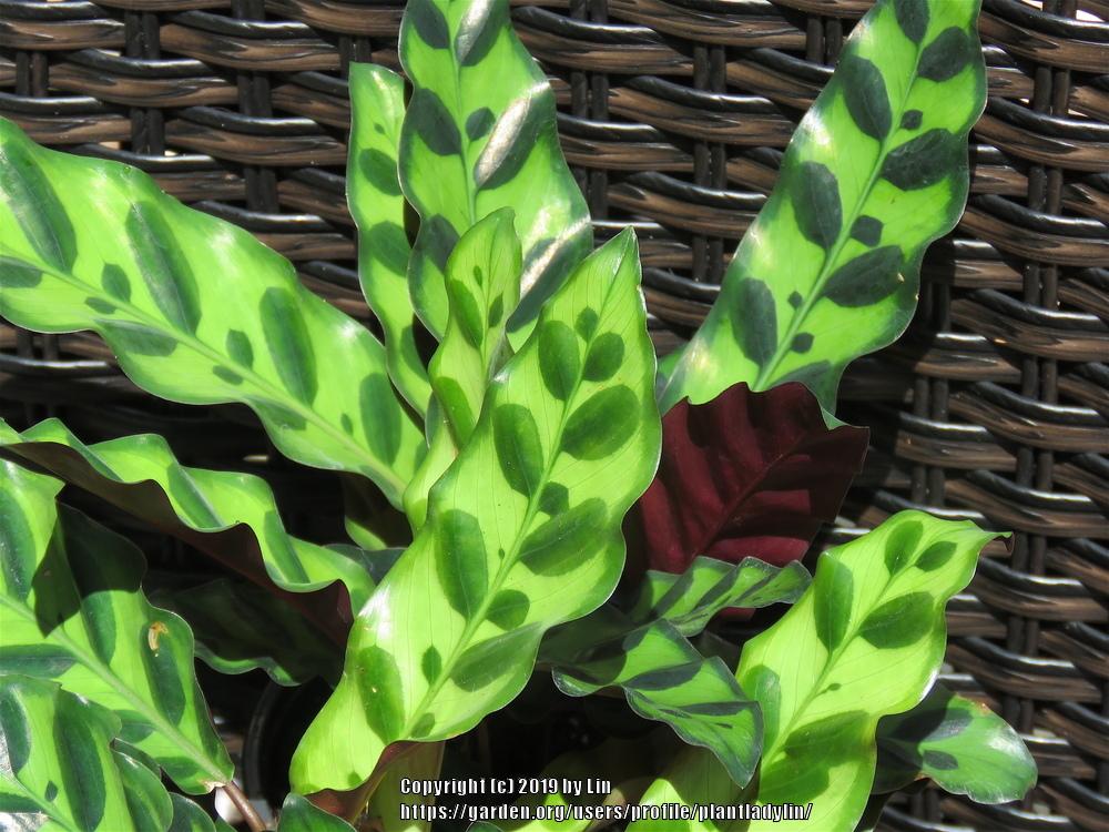 Photo of Rattlesnake Plant (Goeppertia insignis) uploaded by plantladylin