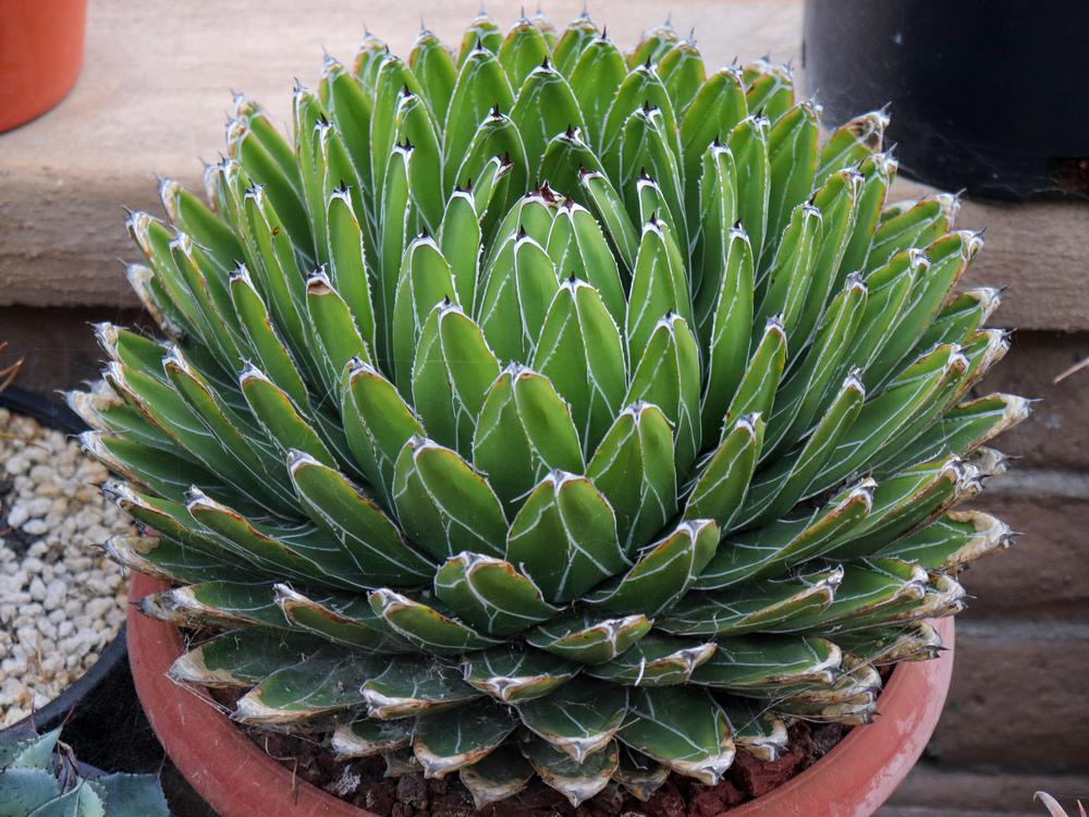 Photo of Queen Victoria Agave (Agave victoriae-reginae) uploaded by Baja_Costero