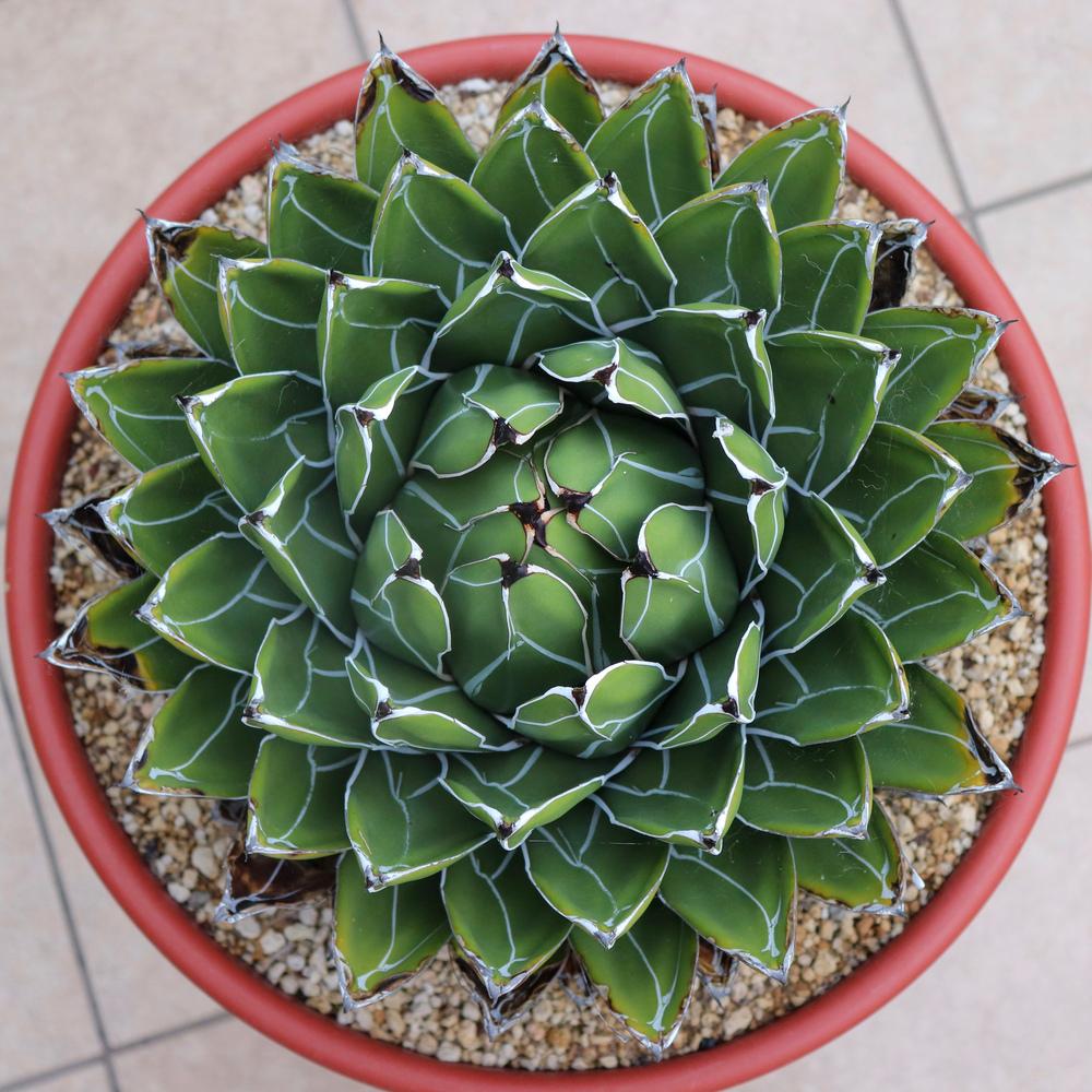Photo of Queen Victoria Agave (Agave victoriae-reginae) uploaded by Baja_Costero