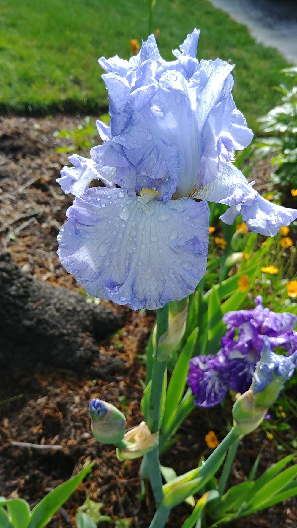 Photo of Tall Bearded Iris (Iris 'Absolute Treasure') uploaded by ElyceC