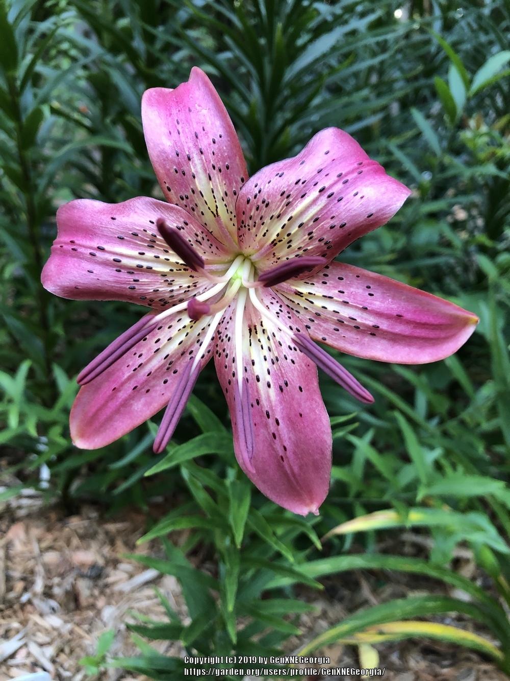 Photo of Lily (Lilium 'Iowa Rose') uploaded by GenXNEGeorgia