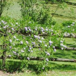 Location: Jenkins Arboretum in Berwyn, Pennsylvania
Date: 2019-05-26
vine on wood rail and wire fence in bloom