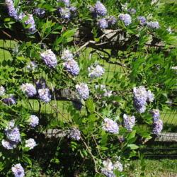 Location: Jenkins Arboretum in Berwyn, Pennsylvania
Date: 2019-05-26
flower clusters