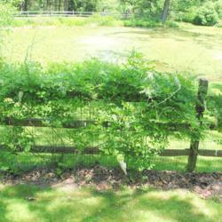 Location: Jenkins Arboretum in Berwyn, Pennsylvania
Date: 2019-05-26
vine (liana) on fence