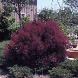 Location: Addison, Illinois
Date: summer in 1987
specimen in a large, diverse nursery