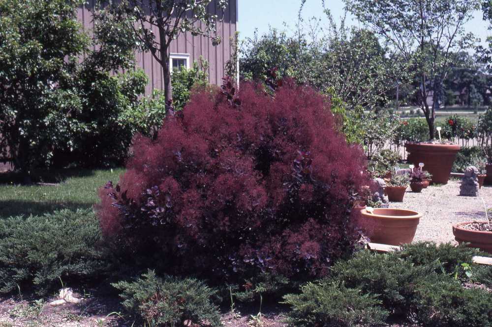 Photo of Purple Smoke Tree (Cotinus coggygria 'Royal Purple') uploaded by ILPARW