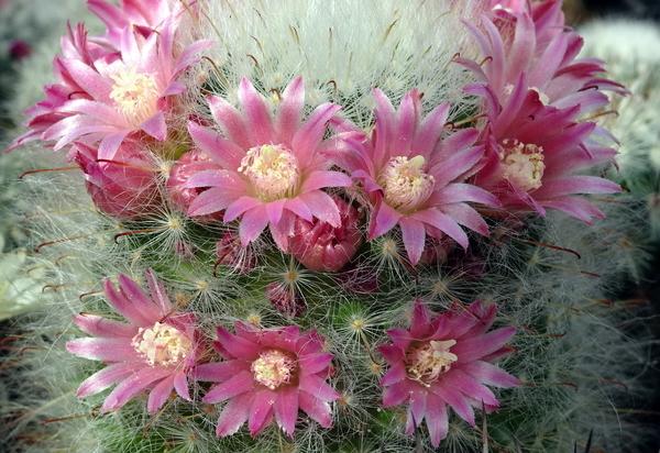 Photo of Powderpuff Cactus (Mammillaria bocasana 'Roseiflora') uploaded by Orsola