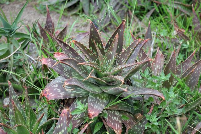 Photo of Soap Aloe (Aloe maculata) uploaded by RuuddeBlock