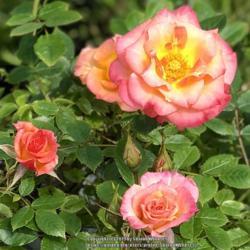 Location: Milwaukie, Oregon 
Date: 2019-05-29
Very cute. The blooms are big for a miniature rose.