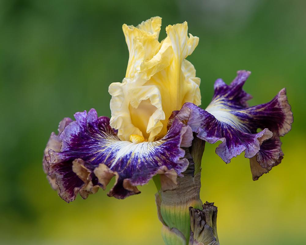 Photo of Tall Bearded Iris (Iris 'Cold Fusion') uploaded by dirtdorphins