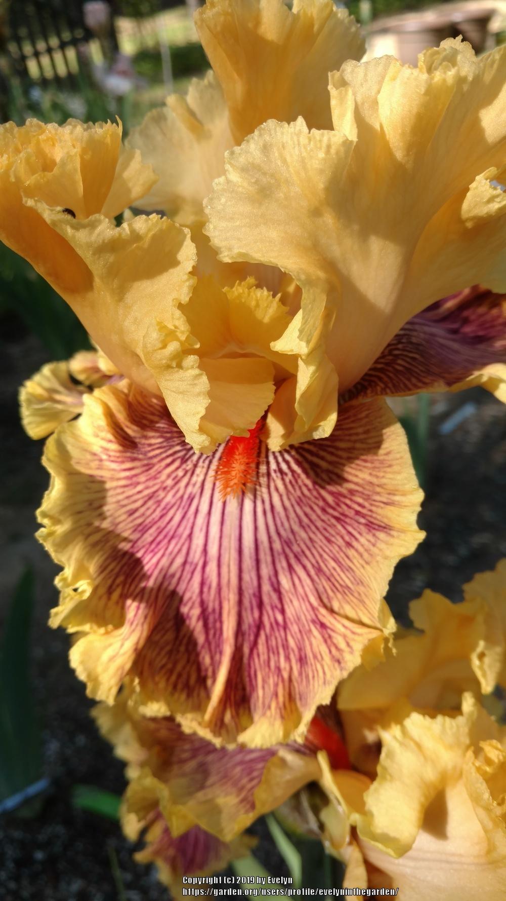 Photo of Tall Bearded Iris (Iris 'Jeanne Clay Plank') uploaded by evelyninthegarden
