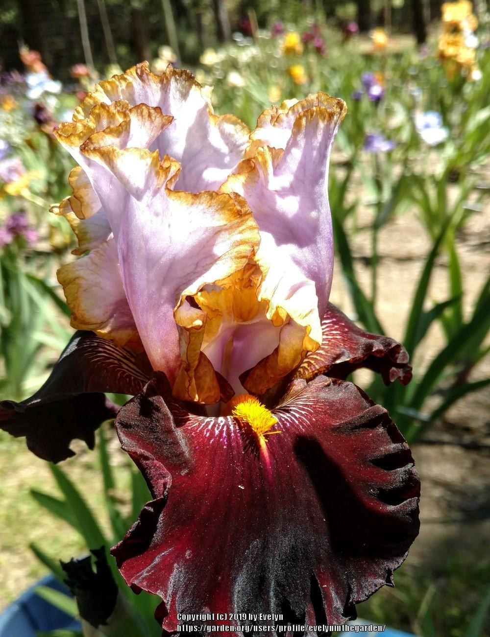 Photo of Tall Bearded Iris (Iris 'Plot Line') uploaded by evelyninthegarden