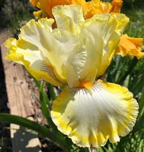 Photo of Tall Bearded Iris (Iris 'Double Ringer') uploaded by flowerpower35