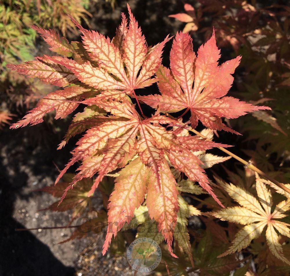 Photo of Japanese Maple (Acer palmatum 'Grandma Ghost') uploaded by BlueOddish