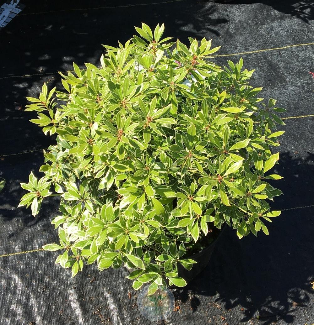 Photo of Japanese Andromeda (Pieris japonica Passion Party™ Passion Frost) uploaded by BlueOddish