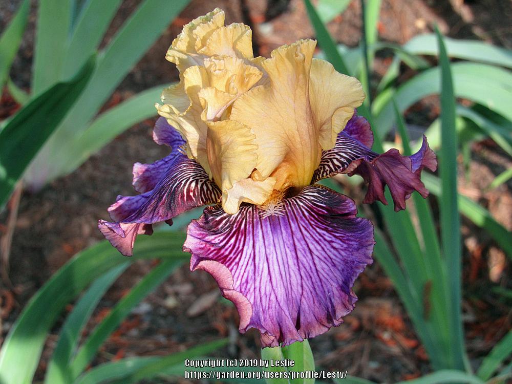 Photo of Tall Bearded Iris (Iris 'Optic Overload') uploaded by Lestv