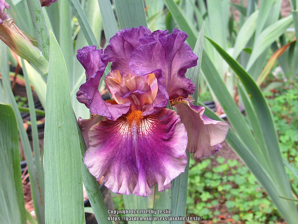 Photo of Tall Bearded Iris (Iris 'Chronic Sonic') uploaded by Lestv