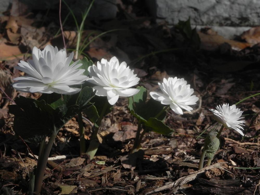 Photo of Bloodroot (Sanguinaria canadensis 'Multiplex') uploaded by SL_gardener