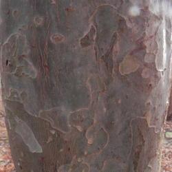 Location: St Louis
Date: 2011-02-27
nice patchwork bark exfoliation