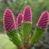 New cones are vivid pink, later fading to tan