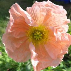
Date: 2019-05-14
As 'Peach' ex. Floret,  from Biancheri of Italy    (changes color