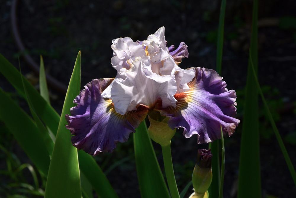 Photo of Tall Bearded Iris (Iris 'Bronze Heart') uploaded by cliftoncat