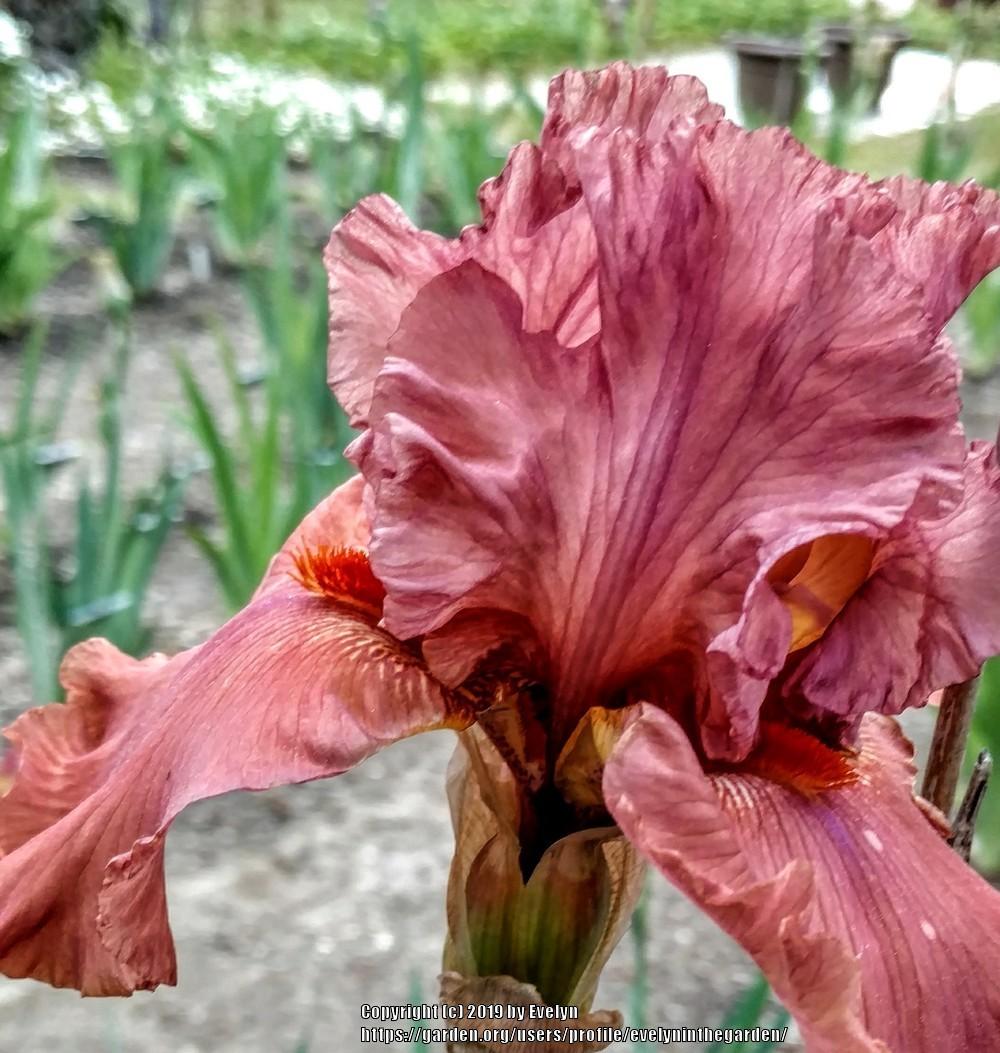 Photo of Tall Bearded Iris (Iris 'Drinks at Sunset') uploaded by evelyninthegarden