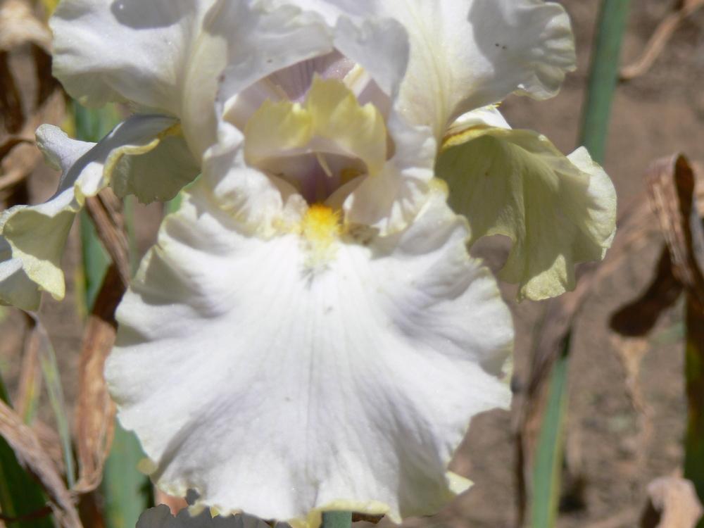 Photo of Tall Bearded Iris (Iris 'Pewter and Gold') uploaded by janwax