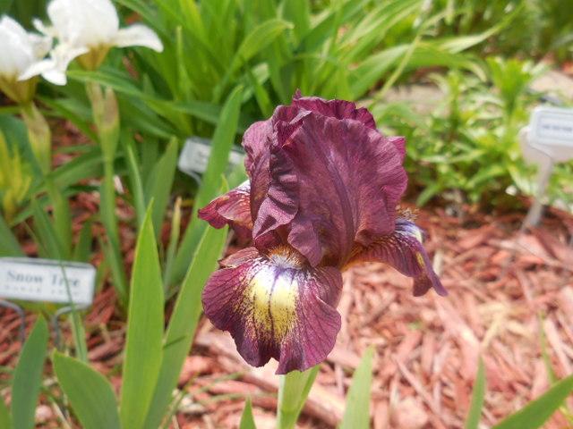 Photo of Standard Dwarf Bearded Iris (Iris 'Low Life') uploaded by petalsnsepals