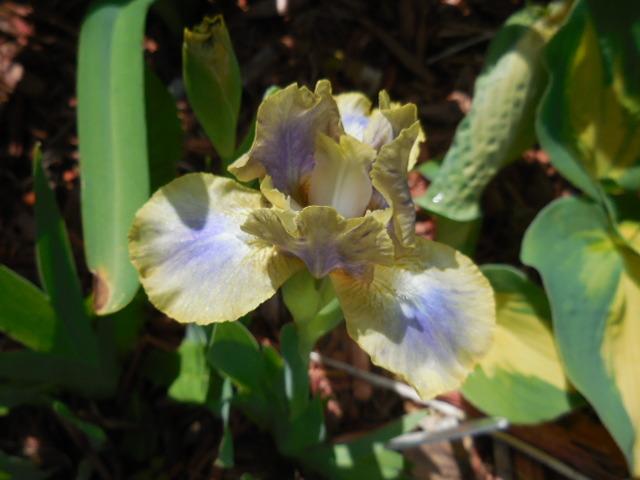 Photo of Standard Dwarf Bearded Iris (Iris 'Spock') uploaded by petalsnsepals