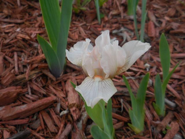 Photo of Standard Dwarf Bearded Iris (Iris 'Pink Jubilee') uploaded by petalsnsepals