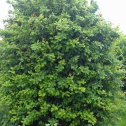 
Date: 2019-06-02
Nice specimen shrub  berberis japonica