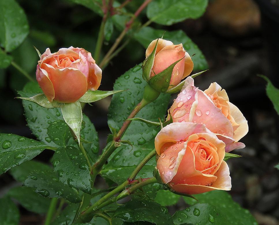 Photo of Rose (Rosa 'Garden of Roses') uploaded by DebraZone9
