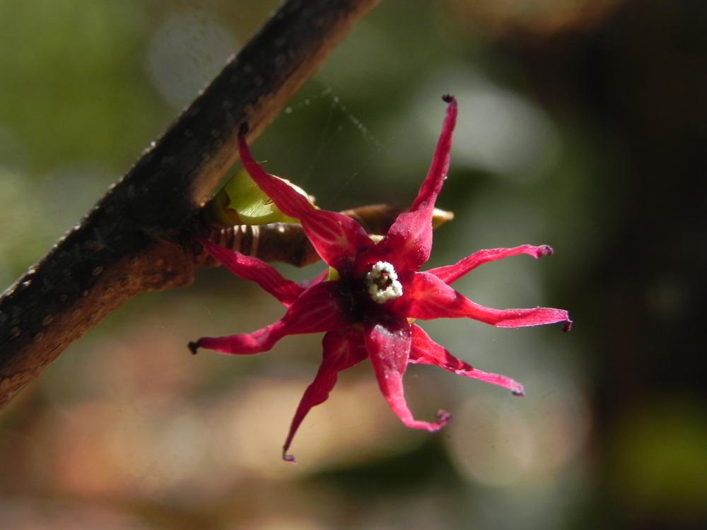 Photo of Redbud Hazel (Disanthus cercidifolius) uploaded by SL_gardener
