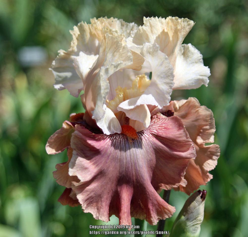 Photo of Tall Bearded Iris (Iris 'Champagne and Strawberries') uploaded by Snork