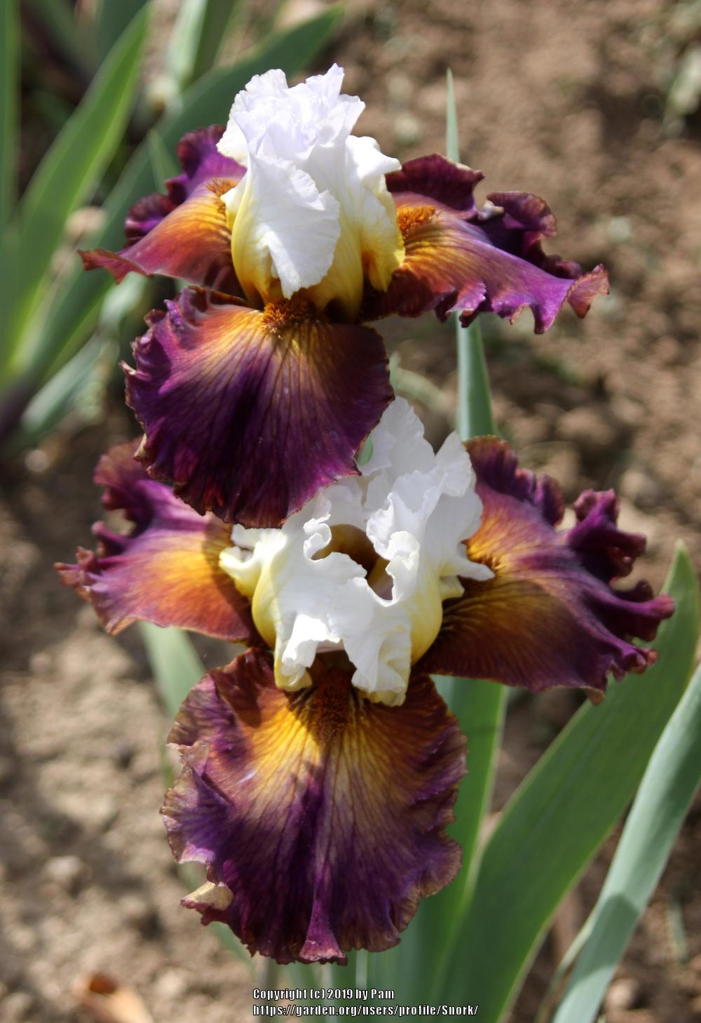 Photo of Tall Bearded Iris (Iris 'Trumped') uploaded by Snork