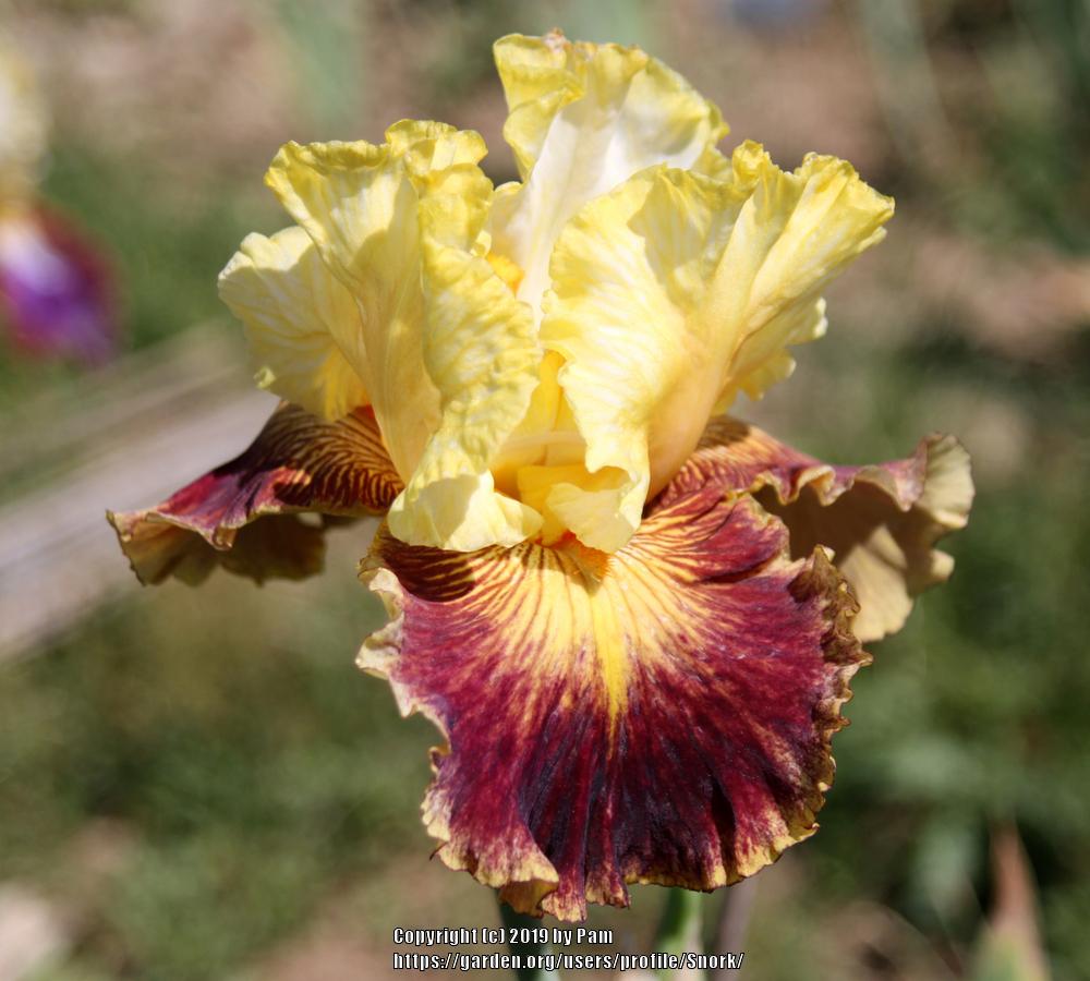 Photo of Tall Bearded Iris (Iris 'Solar Burst') uploaded by Snork