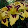 This is why I love this daylily!