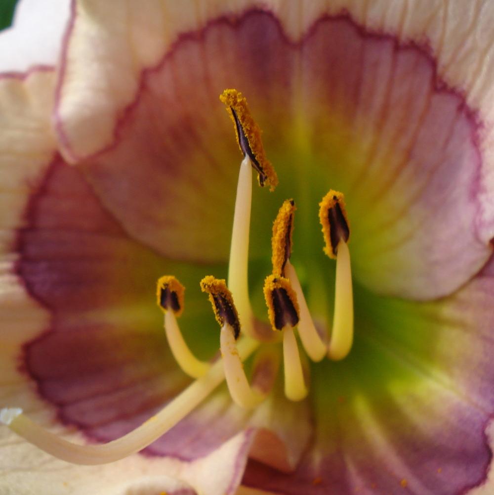 Photo of Daylily (Hemerocallis 'Fractal') uploaded by lovemyhouse