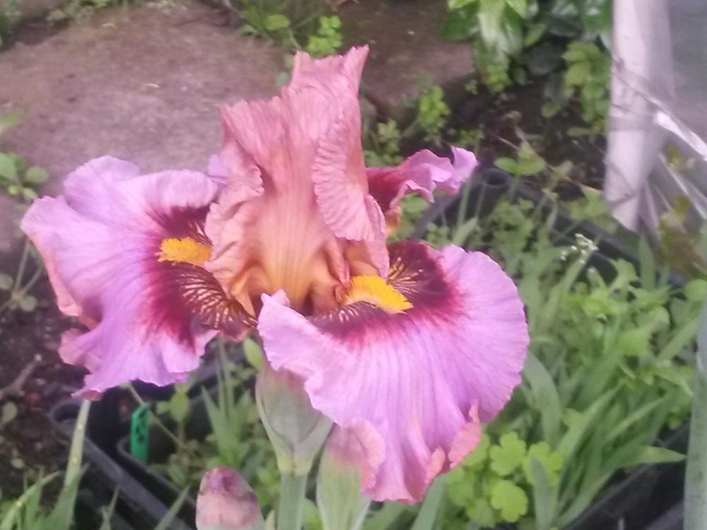 Photo of Tall Bearded Iris (Iris 'Medal of Honor') uploaded by pasla3