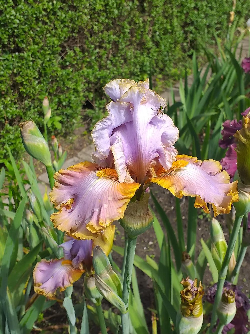Photo of Tall Bearded Iris (Iris 'Gilt by Association') uploaded by pasla3