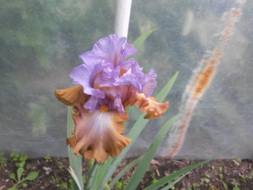 Photo of Tall Bearded Iris (Iris 'Just a Crush') uploaded by pasla3