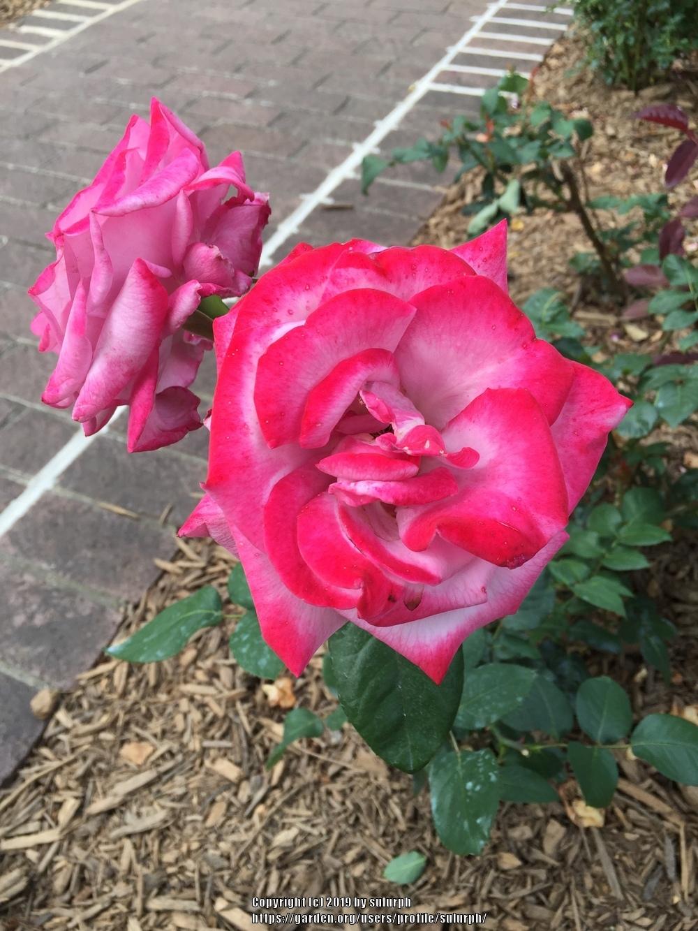 Photo of Rose (Rosa 'Paradise') uploaded by sulurph