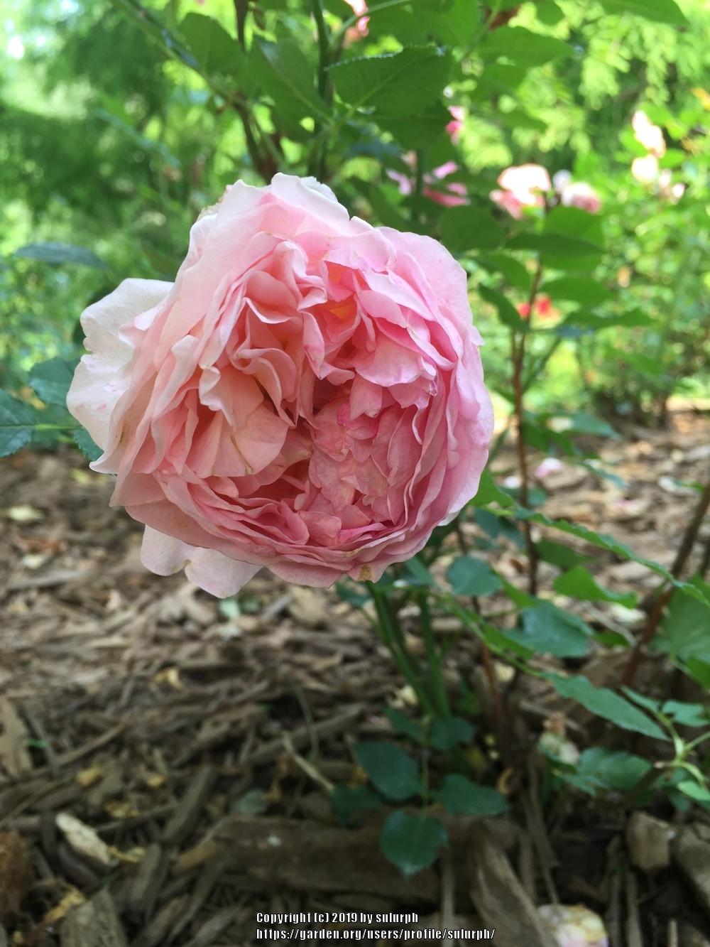 Photo of Rose (Rosa 'Boscobel') uploaded by sulurph