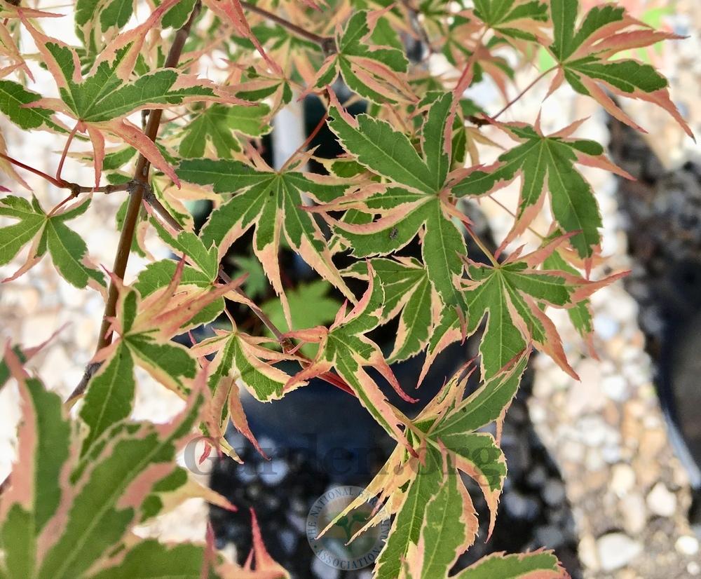 Photo of Japanese Maple (Acer palmatum 'Kagiri Nishiki') uploaded by BlueOddish