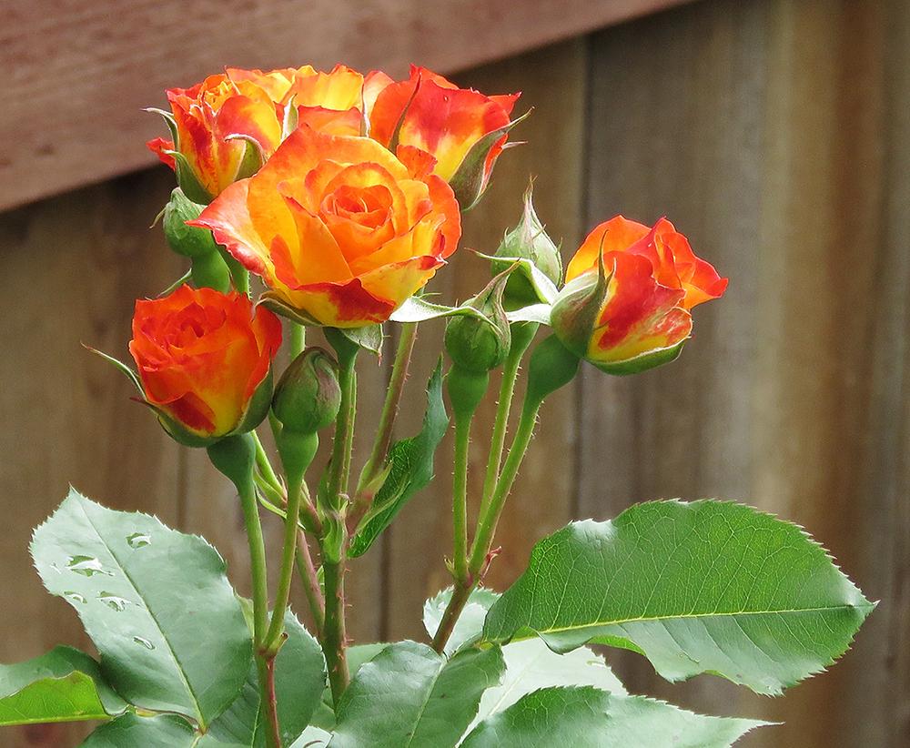 Photo of Rose (Rosa 'Pinata') uploaded by DebraZone9